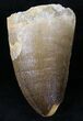 Large Mosasaur (Prognathodon) Tooth #21512-1